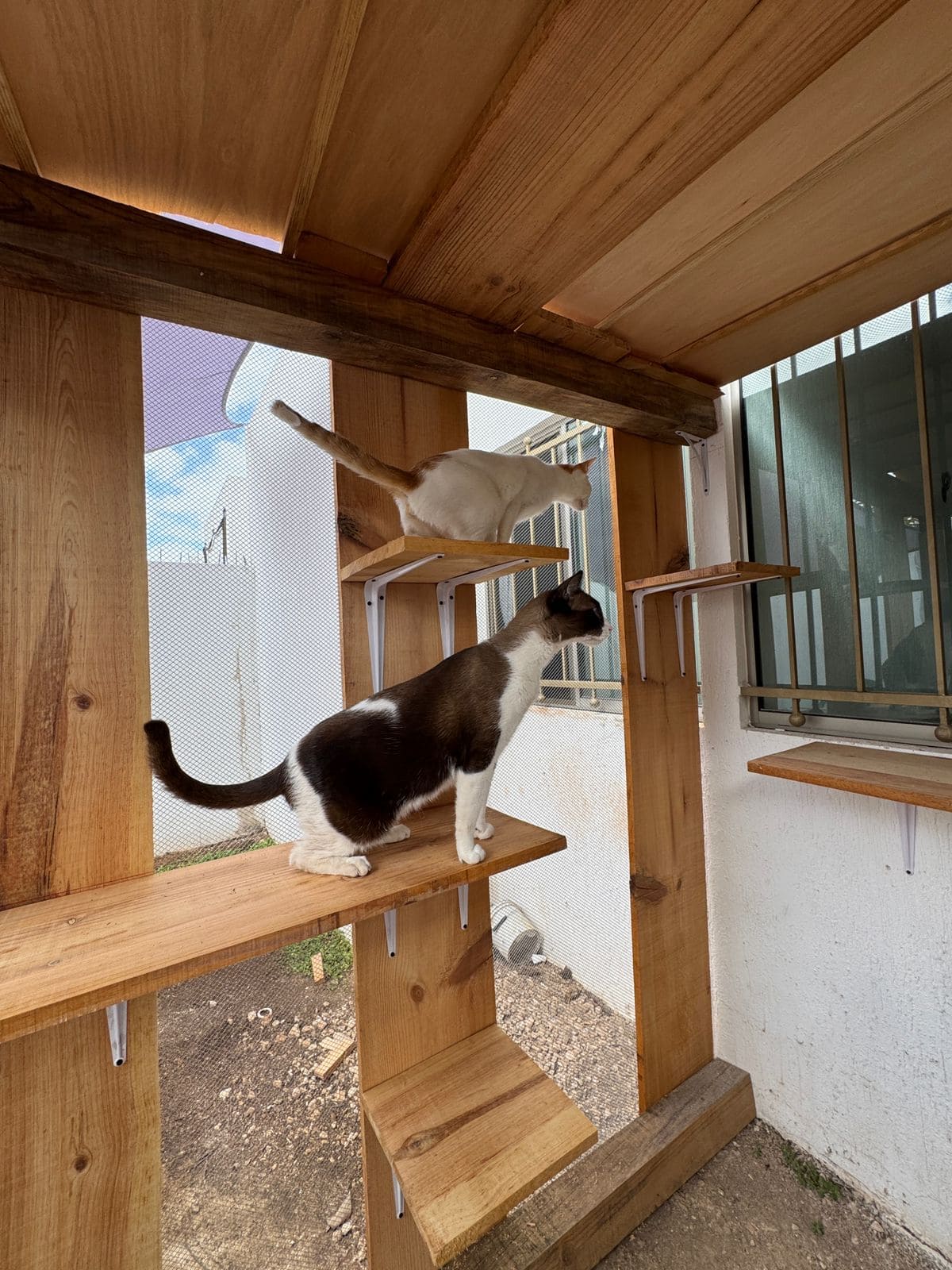 Patio para gatos: Ampliación felina en Mérida
